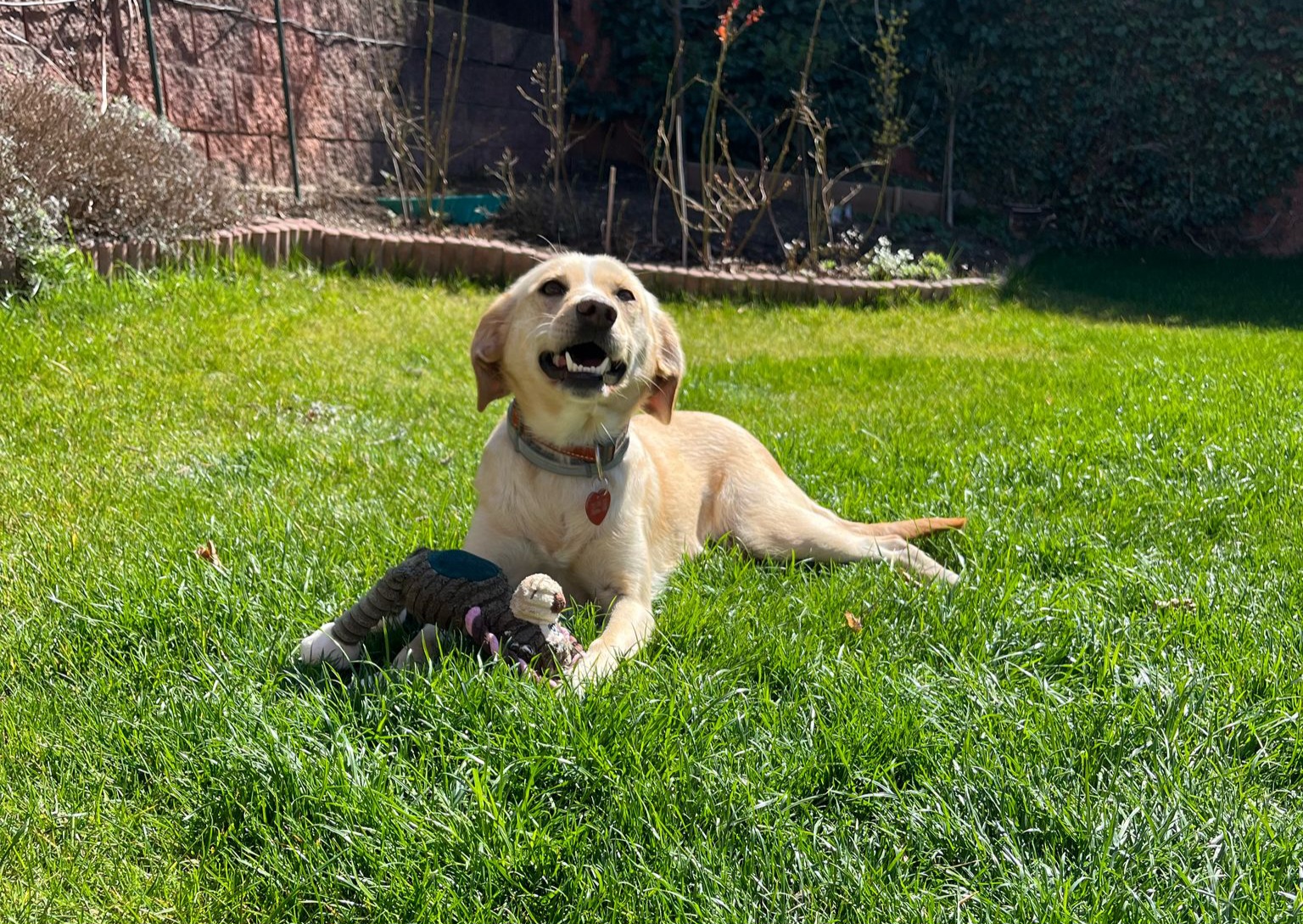 Foto psa od Radky K.